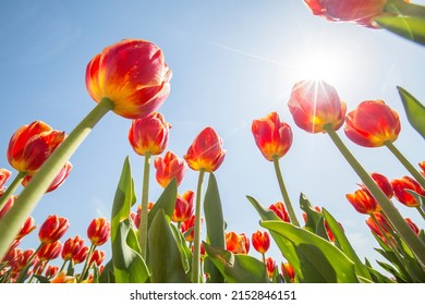 Low angle view of red tulips at the flower field - Powered by Shutterstock