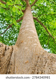 Low angle view of red weaver ants climbing up a tall tree trunk