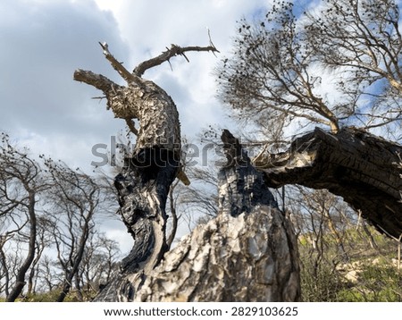 A low angle view reveals charred pine trunks, scorched bark and sparse new growth beneath dramatic clouds in a burned forest in Penteli, Attica, Greece