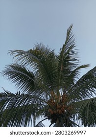 Low Angle View of Ripe Coconuts Bunches Growing on Palm Tree. 
