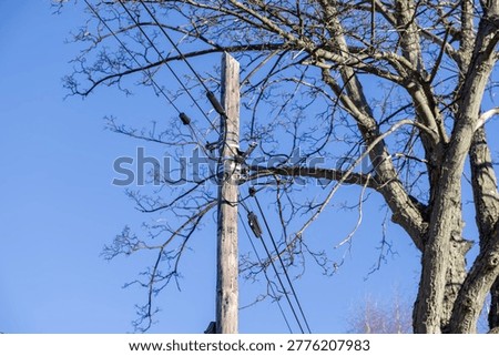 A low angle view of a rustic utility pole supporting power lines beside a bare tree represents essential energy distribution, grid technology, industrial infrastructure, and modern electrical networks