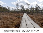 Low angle view of a rustic wooden boardwalk path leading into a remote northern peat bog forest under a dynamic sky, perfect for travel concepts.