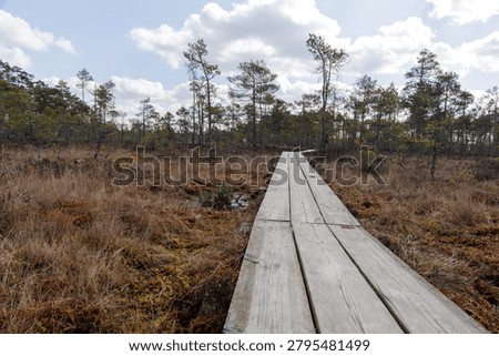 Low angle view of a rustic wooden boardwalk path leading into a remote northern peat bog forest under a dynamic sky, perfect for travel concepts.