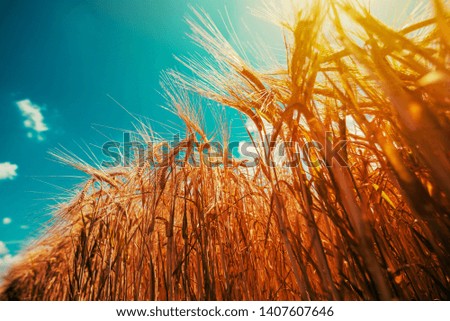 Low angle view of rye crop plants growing high up in cultivated field, selective focus
