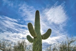 Low Angle View Of A Saguaro Cactuse With Three Arms At Sabino Canyon State Park, Tucson, Arizona. Giant Cactus Against The View Of Leafless Shrubs Below Anf Sky At The Back.