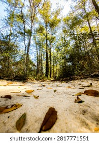 Low angle view of a sandy trail winding through a lush forest with sunlight filtering through the trees and fallen leaves scattered on the ground