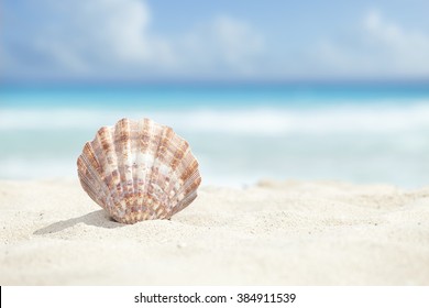 Low Angle View Of A Scallop Shell In The Sand Beach Of The Caribbean Sea