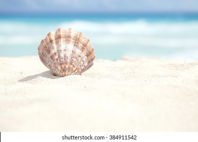 Low Angle View Of A Scallop Shell In The Sand Beach Of The Caribbean Sea