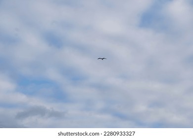 Low Angle View of a Seagull Bird Flying over Local Public Park at Leagrave Luton Town of England UK. The Image Was Captured on 26-March-2023 During Cloudy Evening. - Powered by Shutterstock