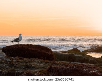 Low angle view of a seagull standing on a seaweed covered rock on the beach at sunset