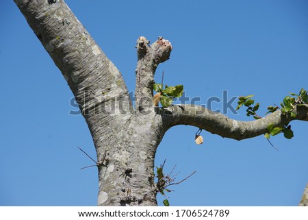 Low angle view of a section of a manlike looking bare tree under a blue springtime sky