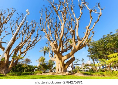 Low angle view of several large, bare, pollarded trees with exposed roots on green grass under a clear blue sky in Long Beach, California. Palm trees and buildings in background.