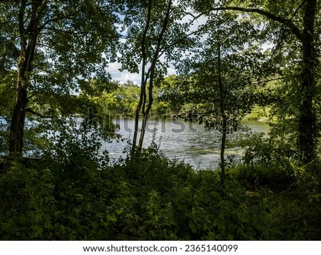 A low angle view in the shadow of tall green trees and bushes with a calm river in the background, which is visible through the trees. Taken on a sunny day with a drone in upstate New York.
