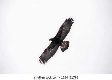 Low Angle View Of Short-toed Snake Eagle Flying With Full Wings Span In Blue Sky With Sun Ray Through The Wing.Bird Of Prey In Flight,closeup .