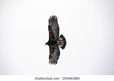 Low Angle View Of Short-toed Snake Eagle Flying With Full Wings Span In Blue Sky With Sun Ray Through The Wing.Bird Of Prey In Flight,closeup .