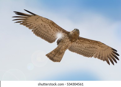 
Low Angle View Of Short-toed Snake Eagle   Flying With Full Wings Span In Blue Sky With Sun Ray Through The Wing.Bird Of Prey In Flight,closeup .