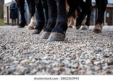 Low angle view shows working horses standing on a pebbled path. Shod hooves and sturdy legs fill the frame as buildings and people blur beyond in cool daylight.