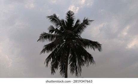 Low angle view of a single coconut palm tree silhouette against a cloudy sky during dusk