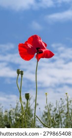 Low angle view of a single vibrant red poppy flower blooming against a bright blue sky with fluffy white clouds. Beautiful wild poppy with green buds in a summer meadow, symbolizing environment protection, ecology, nature conservation, and Earth Day concept.