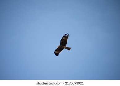 Low angle view of a single young eagle flying high in clear sky during daytime with its wings wide open - Shutterstock ID 2175093921