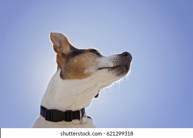 Low Angle View Of Sleepy Jack Russell Terrier Dog On The Blue Sky Background, Close Up, Looking At Camera Back Light