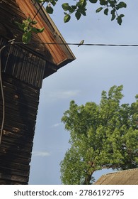 Low angle view of a small bird sitting on a wire near a rustic wooden house and green tree
