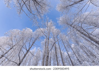 Low angle view of snow covered pine trees in the forest with clear sky day. - Powered by Shutterstock