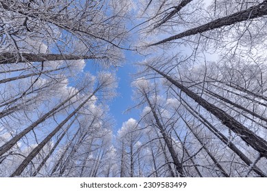 Low angle view of snow covered pine trees in the forest with clear sky day. - Powered by Shutterstock