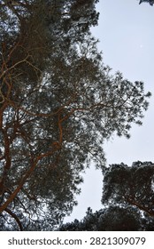 Low angle view of snow covered pine trees against clear winter sky