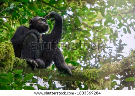 Low angle view of a solitary wild male chimpanzee (Pan troglodytes) sitting on a tree branch in its natural forest habitat in Uganda.