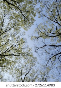 Low Angle View of Spring Tree Branches with Fresh Green Budding Leaves Against a Clear Blue Sky