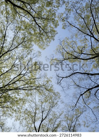 Low Angle View of Spring Tree Branches with Fresh Green Budding Leaves Against a Clear Blue Sky