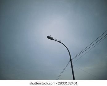 Low angle view of a street light pole with several birds perched on top against a cloudy, overcast sky.