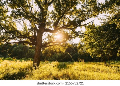 Low Angle View Sunlight Sunshine Sun And Grass Old Wood Oak Tree In Summer Sunny Day. Sunlight Sunshine Through Oak Forest Tree. Sunny Nature Wood Sunlight. Green Greenery Lush Branches, Green Life