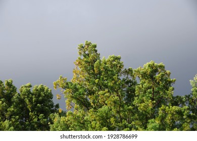 Low angle view of a sunlit fern pine tree under a gray storm cloud sky