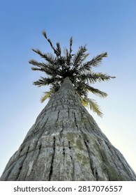 Low angle view of a tall coconut palm tree against a clear blue sky