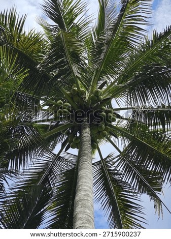 Low angle view of a tall coconut palm tree with green fruits against a blue sky.
