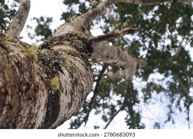 Low angle view of a tall forest tree trunk with textured bark, moss, and shallow depth of field. Natural perspective looking upward into the canopy, creating an atmospheric woodland background with organic textures and blurred green foliage.