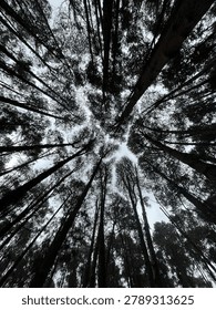 Low angle view of tall forest trees reaching toward the sky, creating a dramatic natural canopy pattern in a dense woodland.