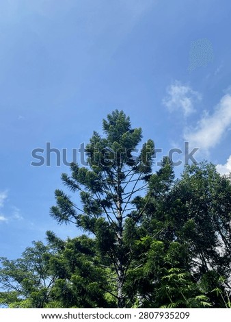 A low angle view of a tall green pine tree crown reaching up toward the bright blue sky.