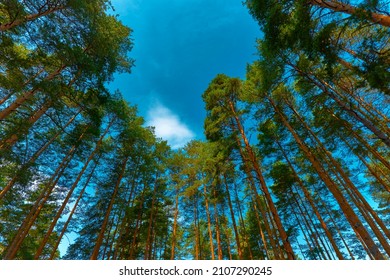 Low angle view of tall pine trees forest in Zlatibor region, Serbia