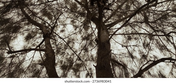 Low angle view of tall pine trees with dense branches against a pale sky.