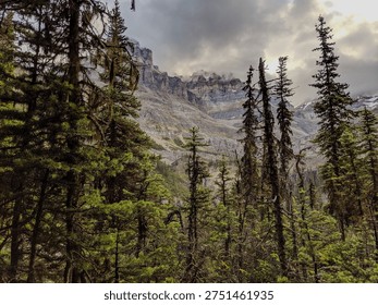 A low angle view of tall pine trees below colorful mountains that reach the clouds in British Columbia during summer.