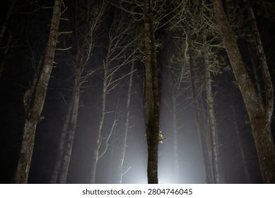 Low angle view of tall pine trees standing in a dark and misty forest at night.