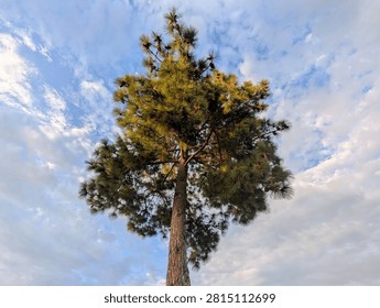 Low Angle View of Tall Pine Tree Against Cloudy Sky