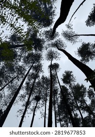 Low angle view of tall pine trees stretching up to a cloudy sky in a dense forest canopy.