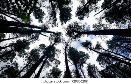Low angle view of tall pine trees