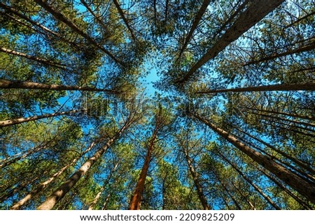 Low angle view of tall pine tree woodland in summer with blue sky above the evergreen treetops. Natural parkland at Zlatibor, Serbia.