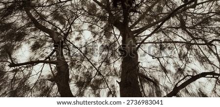 Low angle view of tall pine trees with dense branches against a pale sky.