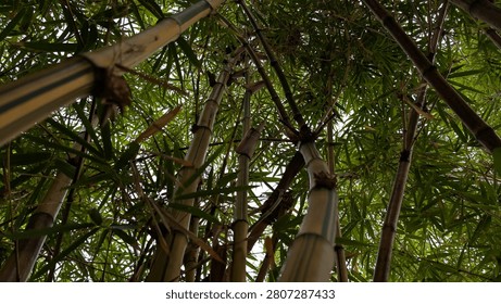 Low angle view of tall, slender bamboo stalks with striking dark green stripes reaching towards the sky. Narrow, pointed leaves form a dense canopy overhead, creating a pleasant, refreshing shade and a serene tropical atmosphere.